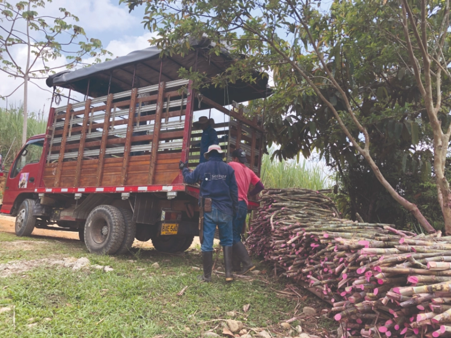 Entrega Semillas de Caña - Agrosavia
