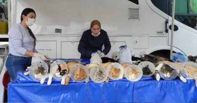 Campaña De Esterilización De Felinos